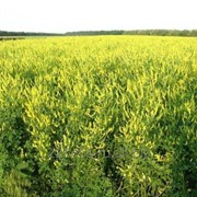 Семена Донник желтый скарифицированный фотография