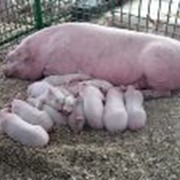 Свиноматки