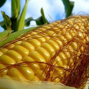 Кукуруза фуражная на экспорт