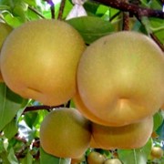 Гибрид яблони с грушей Nashi Kosui фотография