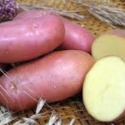 Ранний столовый картофель, картофель сорта Розалинд, оптовая продажа семенного картофеля фотография