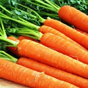 Морковь Королева Осени фотография