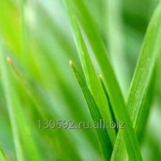 Семена травы, травосмеси фото
