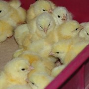 Цыплята суточные бройлеров в Украине фото