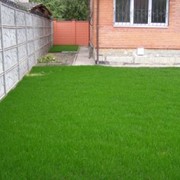 Газонная трава фото