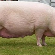 Свиньи живым весом от производителя. фотография