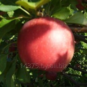 Сорт яблок “Шампион“ фотография