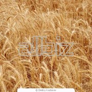 Пшеница товарная оптом