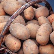 Картофель кормовой,купить картошку Украина, Одесса, опт