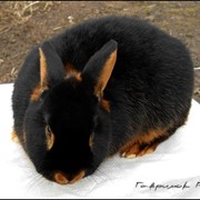 Черно-огненные кролики фото