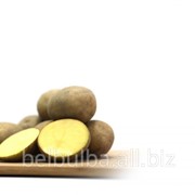 Картофель посевной Молли 1 РС фотография