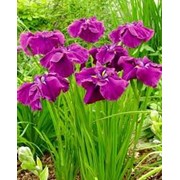 Ирис Сибирский Iris sibirica Contrast in Styles рост 40 – 60 фотография
