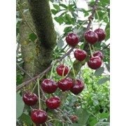 Саженцы вишни Чорнокорка фотография