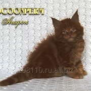 Котёнок мейн кун коричневый - Агафон фотография
