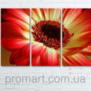 Модульна картина на полотні Червоно-жовта квітка код КМ6090-097 фотография
