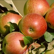 Выращивание яблок фото