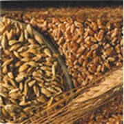 Семена зерновых культур фотография