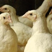 Цыплята мясного кросса подрощенные (2-3 недели) фото
