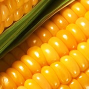 Кукуруза продовольственная от производителя. Низкие цены. Гарантия