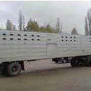 Предлагаем к поставке полуприцепы-скотовозы ОдАЗ модели 9958 (одноосные) и 9976 (двухосные) для перевозки крупного рогатого скота и свиней. фото