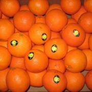 Апельсины (Египет 72) фото
