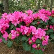 Рододендрон Rhododendron Catharine van Tol C5