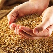 Пшеница пророщенная фотография