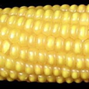 Продам семена кукурузы Креминь 200 СВ (гибрид) Институт зернового хозяйства НААН Украины
