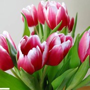 Тюльпаны оптом к 8 марта Пинск фото