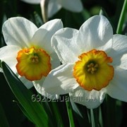 Narcissus Flower Record type Нарцисс Флауэр Рикорд 14-16 фото