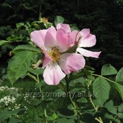 Роза Rosa villosa 40 – 60