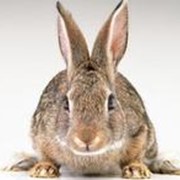 Комбикорм для кроликов ПЗК-94 (тн) фото