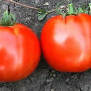 Сорта и гибриды помидора Херсонский крупноплодный фото