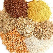 Рисовая, пшеничная, перловая крупа оптом Днепр. фото