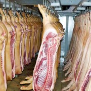 Свинина свнежее мясо опт туши и полутуши мы производители возможен экспорт фотография