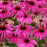 Саженцы эхинацеи Purple Emperor фото