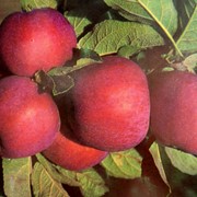 Яблоки свежие Эдера цены от производителя