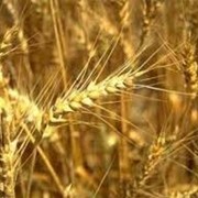Пшеница золотая, пшеница оптовые продажи