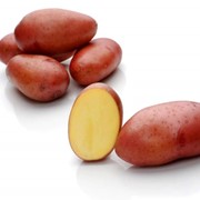 Сорт Розара фото