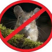 Избавим от крыс и мышей фотография