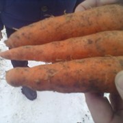 Морковь, конусовидные сорта VAC -75,Сильвана фотография