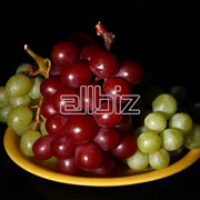 Саженцы винограда средних сортов фото