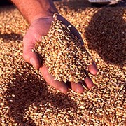 Зерно фуражное зерновые культуры пшеница фотография