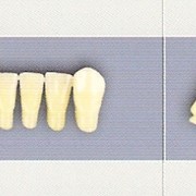 Зубы искусственные гарнитурные трехслойные акриловые фирмы «PoliDent» . фото