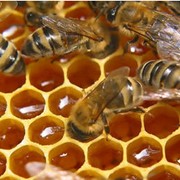 Продукция пчеловодства.Экополис, ФХ фотография