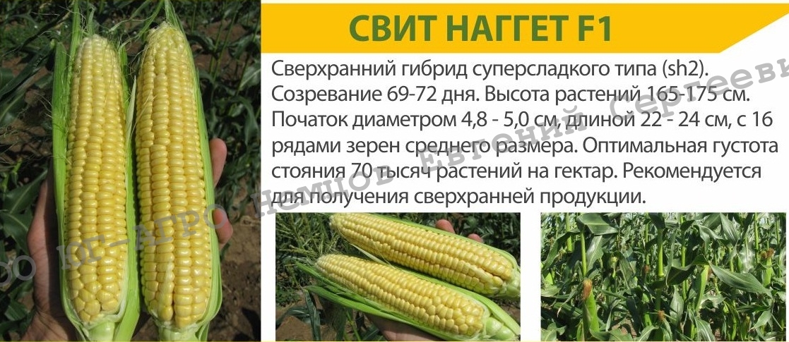 Купить Семена Сладкой Кукурузы Свит Наггет F1