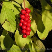 Лимонник китайский (Schizandra chinesis) 50 г. плоды 100 грамм фото