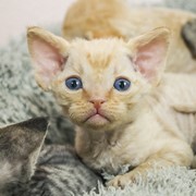 Котята Девон-Рекс фото