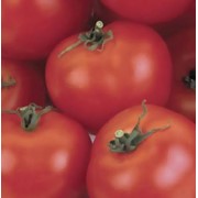 Семена томатов. Томат Андромеда фото