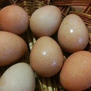 Яйца Цесариные фото